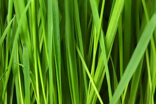 Top 5 Appliance Trends for Sustainable Living